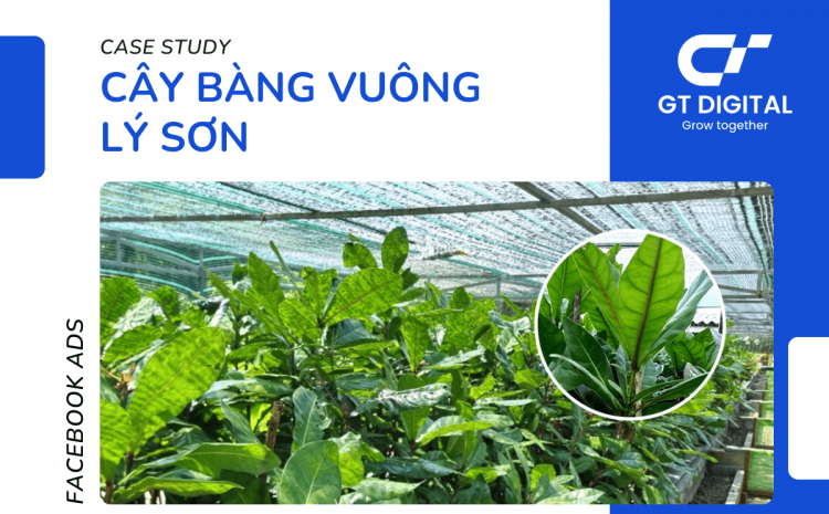 Case study Facebook Ads - Cây Bàng Vuông Lý Sơn - Sinh Vật Cảnh T.H