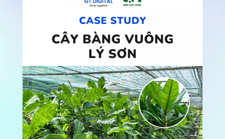 Case study Facebook Ads - Cây Bàng Vuông Lý Sơn - Sinh Vật Cảnh T.H